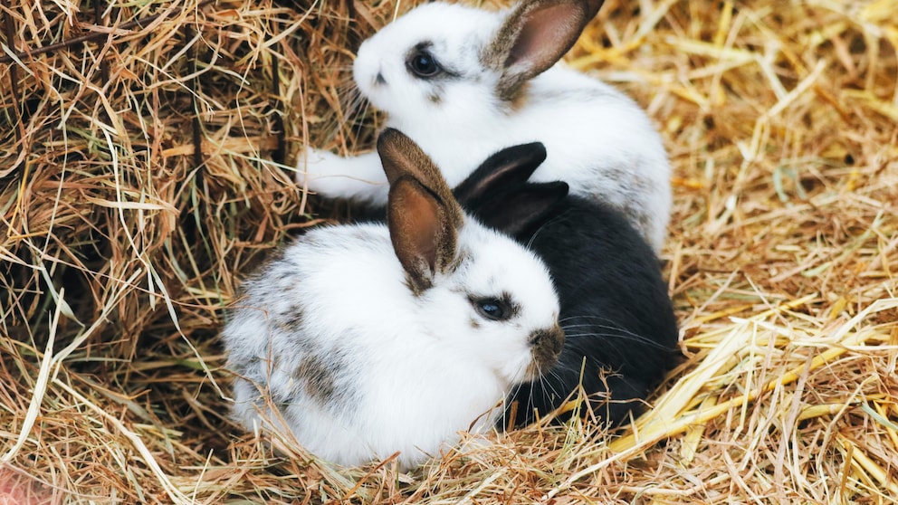 Zwergkaninchen im Heu