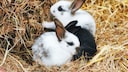 Zwergkaninchen im Heu