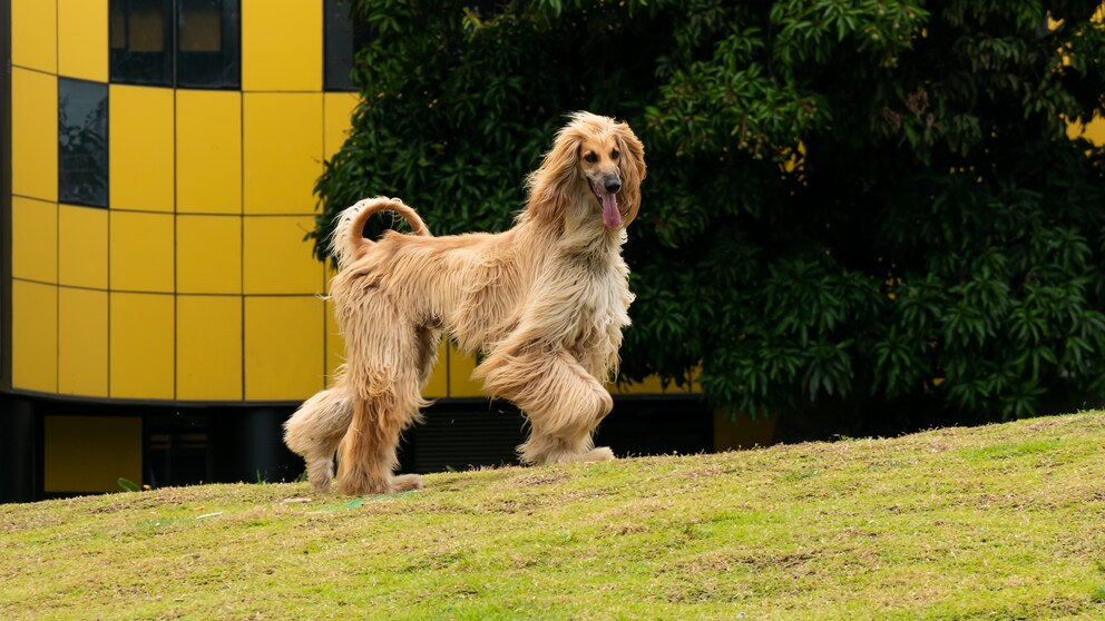 Afghanischer Windhund