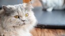 EIne Highlander Katze liegt auf dem Boden und schaut zur Seite