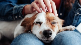 Hund auf dem Schoß einer Frau