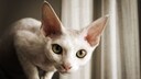 Devon Rex schaut in die Kamera