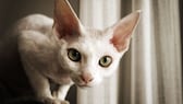 Devon Rex schaut in die Kamera