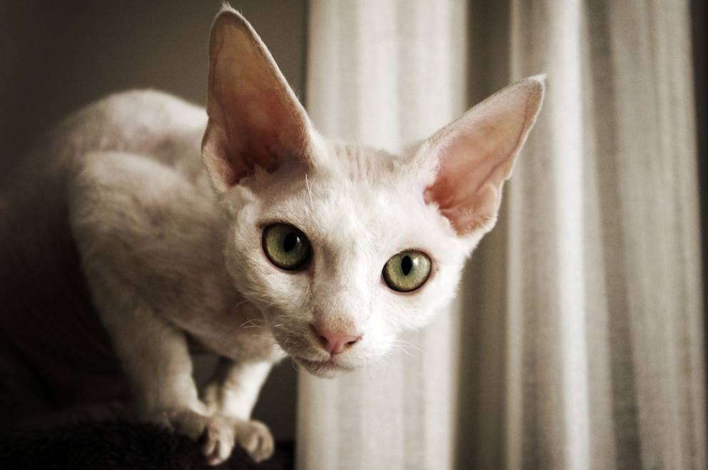 Devon Rex schaut in die Kamera