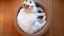 Ragdoll-Katze im Korb