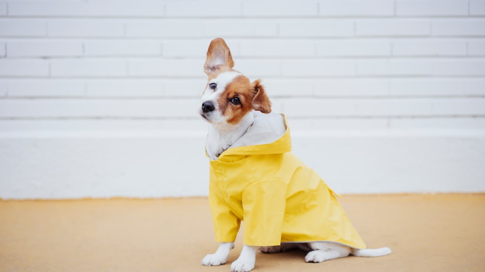 Hund im Regenmantel