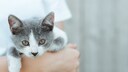 Eine kleine Katze wird schützend im Arm gehalten