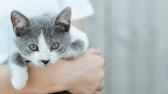 Eine kleine Katze wird schützend im Arm gehalten