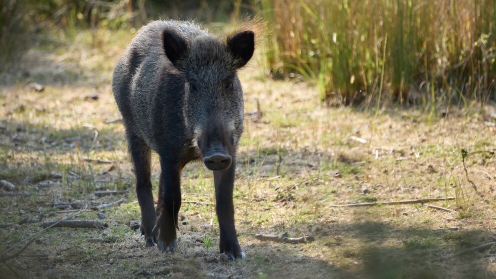 Ein junges Wildschwein läuft durch ein Feld