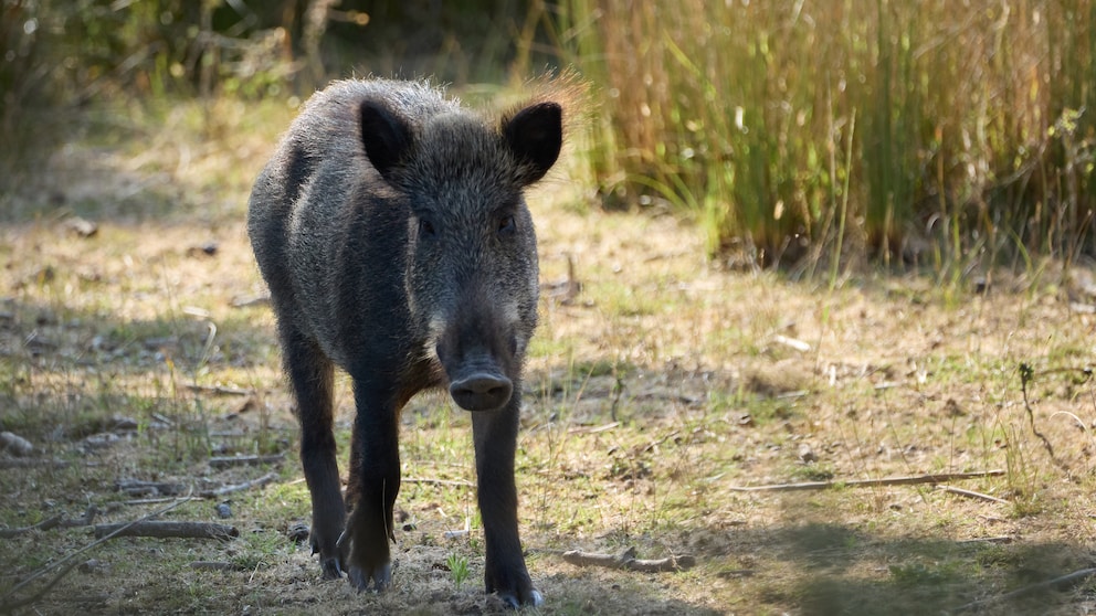 Ein junges Wildschwein läuft durch ein Feld