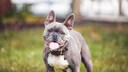 Französische Bulldogge