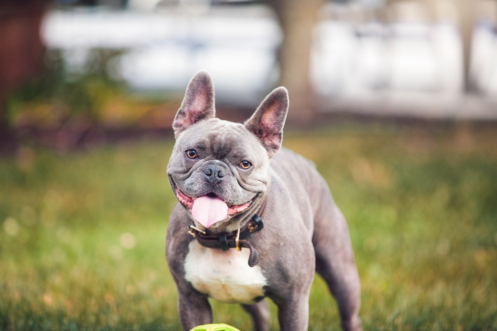 Französische Bulldogge