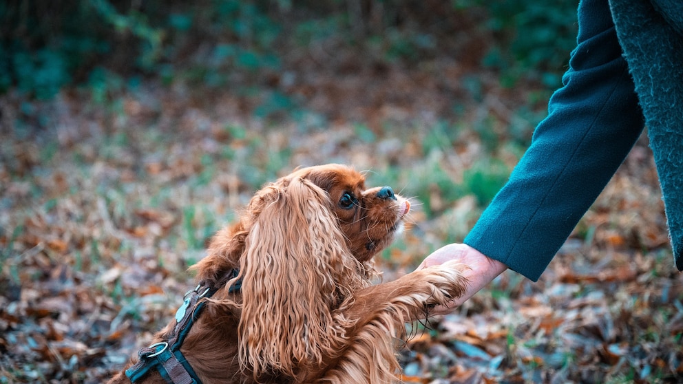 Ein Cockerspaniel gitb Pfötchen beim Spaziergang im Wald