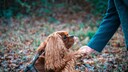 Ein Cockerspaniel gitb Pf&ouml;tchen beim Spaziergang im Wald