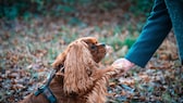 Ein Cockerspaniel gitb Pfötchen beim Spaziergang im Wald