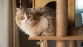 Perserkatze auf einem Kratztisch
