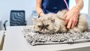 Eine Katze liegt auf dem Behandlungstisch beim Tierarzt und guckt grimmig