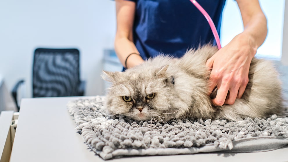 Eine Katze liegt auf dem Behandlungstisch beim Tierarzt und guckt grimmig