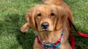 Ein Golden Retriever mit Hundesteuermarke liegt entspannt auf der Wiese