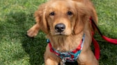 Ein Golden Retriever mit Hundesteuermarke liegt entspannt auf der Wiese