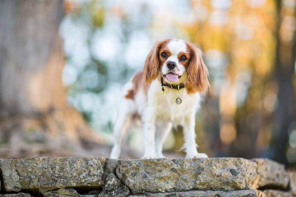 Cavalier King Charles Spaniel