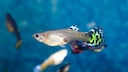 Ein weiblicher Guppy schwimmt durchs Aquarium