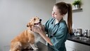 Medical Training Tierarzt