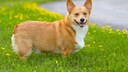 Ein Corgi steht auf einer Blumenwiese