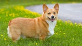 Ein Corgi steht auf einer Blumenwiese