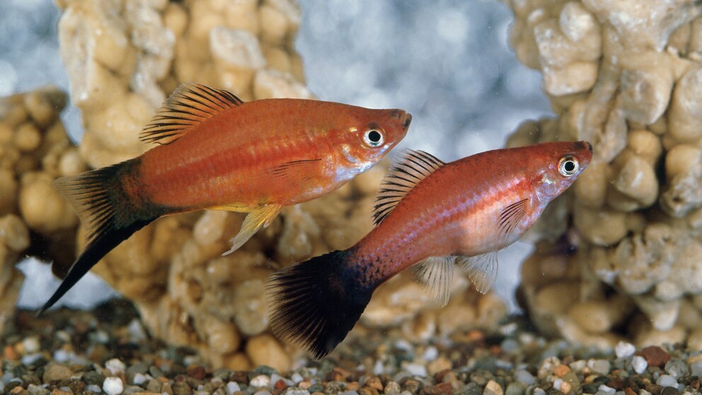Platys im Aquarium