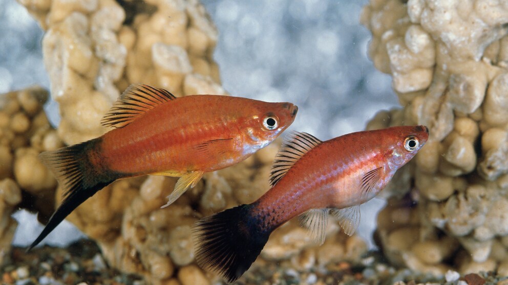 Platys im Aquarium