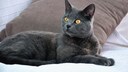 Kartäuser Katze auf dem Sofa