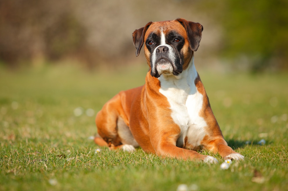 Deutscher Boxer