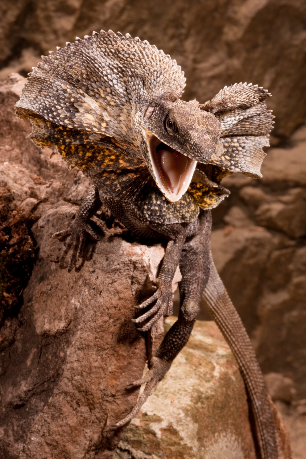 Zu Australiens Tierwelt zählt die Kragenechse