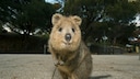 quokka gehört zu Asutraliens Tierwelt