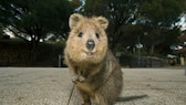 quokka gehört zu Asutraliens Tierwelt