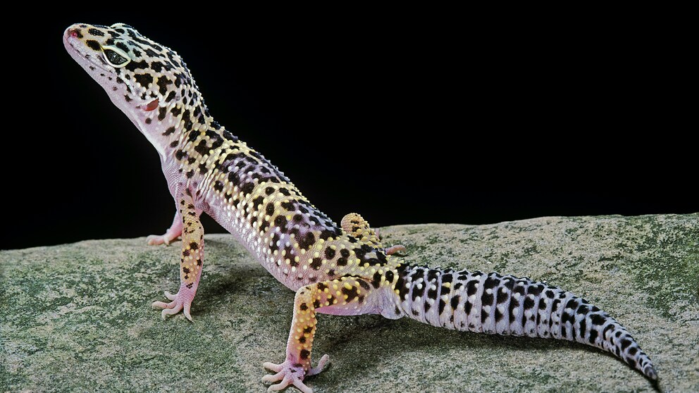 Leopardgecko