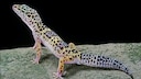 Leopardgecko