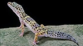 Leopardgecko