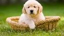 Golden Retriever Welpe sitzt