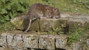 Zwei Ratten auf Bordstein
