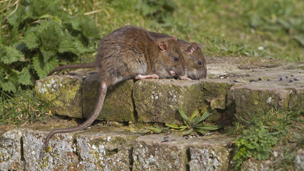 Zwei Ratten auf Bordstein