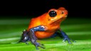 Pfeilgiftfrosch