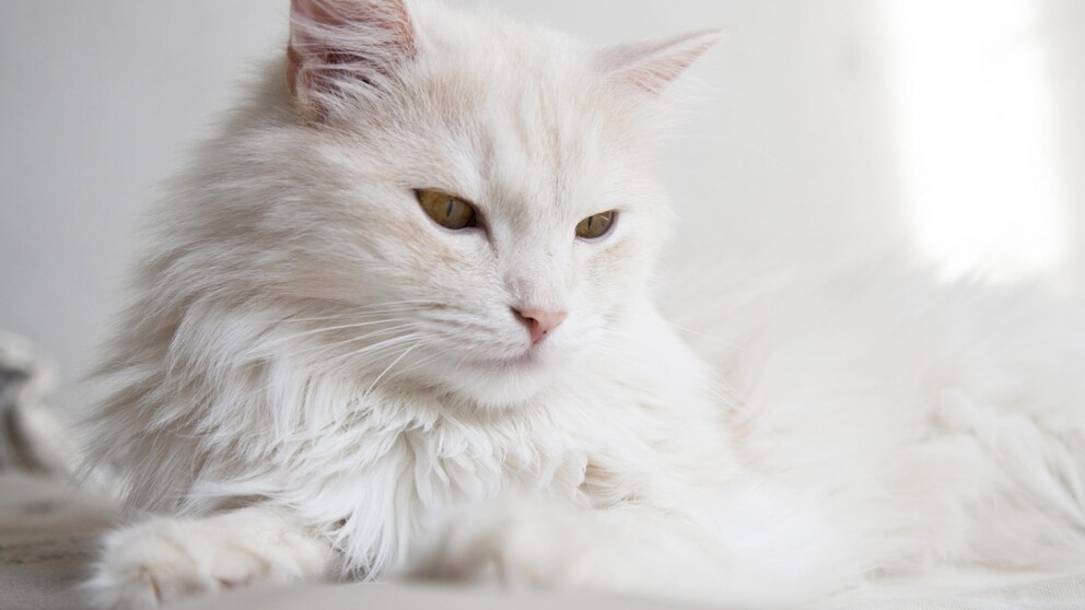 Türkisch Angora mit braunen Augen