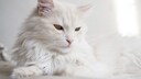 Türkisch Angora mit braunen Augen