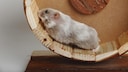 Hamster im Rad