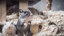 Zwei W&uuml;stenrennm&auml;use im K&auml;fig