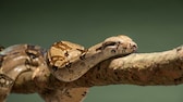 Boa Constrictor, Abgottschlange