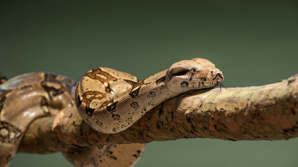 Boa Constrictor, Abgottschlange