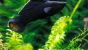 Black Molly im Aquarium
